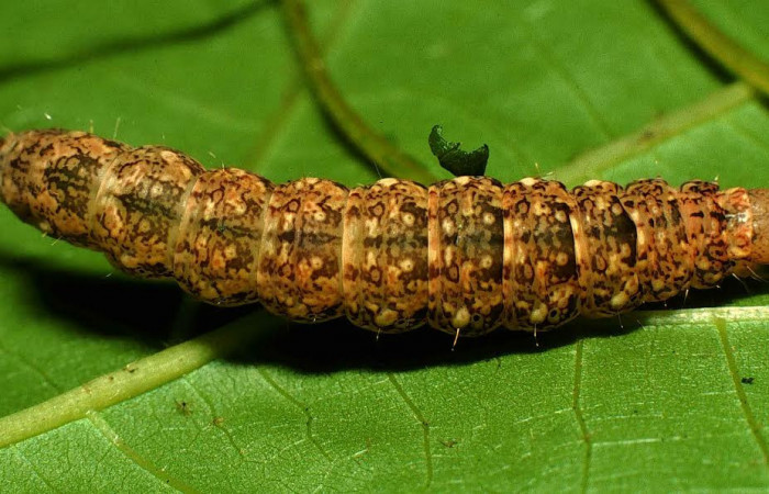 Fig. 5 Larva <i>Eulepidotis rectimargo</i> en último estadio, mostrando la parte dorsal. Voucher: 00-SRNP-7788-DHJ53283.jpg.