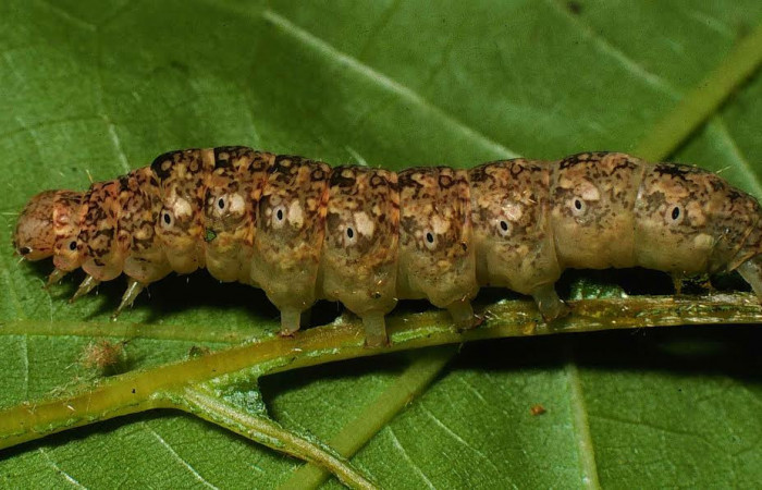 Fig. 6 Larva <i>Eulepidotis rectimargo</i> en último estadio, mostrando la parte lateral. Voucher: 00-SRNP-7788-DHJ53285.jpg.