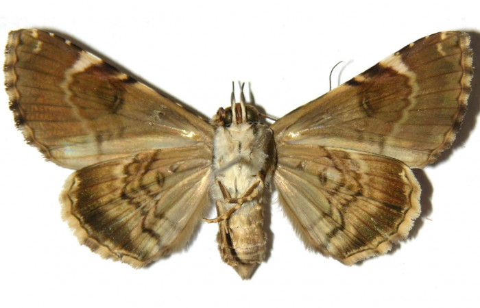 Fig. 10 Adulto vista ventral <i>Coenipeta phasis</i> (Erebidae), mide 41mm. Sendero Bejuquilla, Sector El Hacha, 280 m. 03-SRNP-2287-DHJ314119.