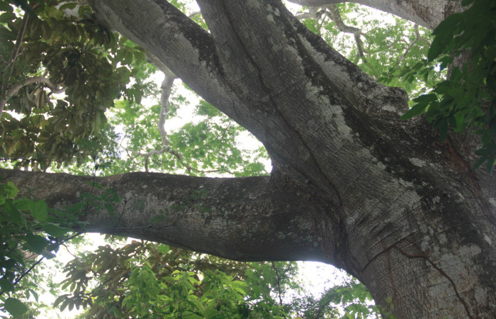 Fig. 11 Corteza de arbol <i>Enterolobium cyclocarpum</i> (Fabaceae). hospedera de larva <i>Coenipeta bibitrix</i> (Erebidae). Los Almendros, Sector El Hacha, 280.