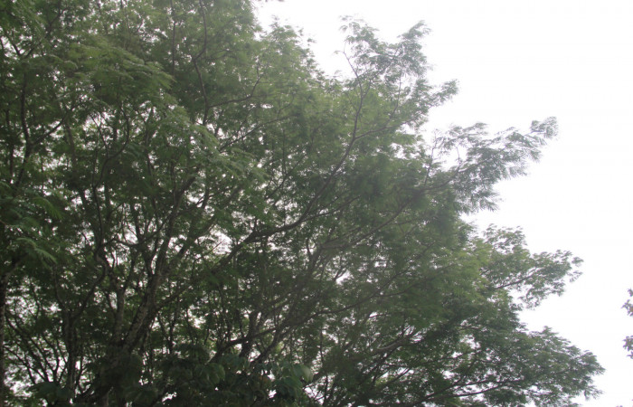 Fig. 12 Arbol de <i>Enterolobium cyclocarpum</i> (Fabaceae). hospedera de larva <i>Coenipeta bibitrix</i> (Erebidae). Los Almendros, Sector El Hacha, 280.