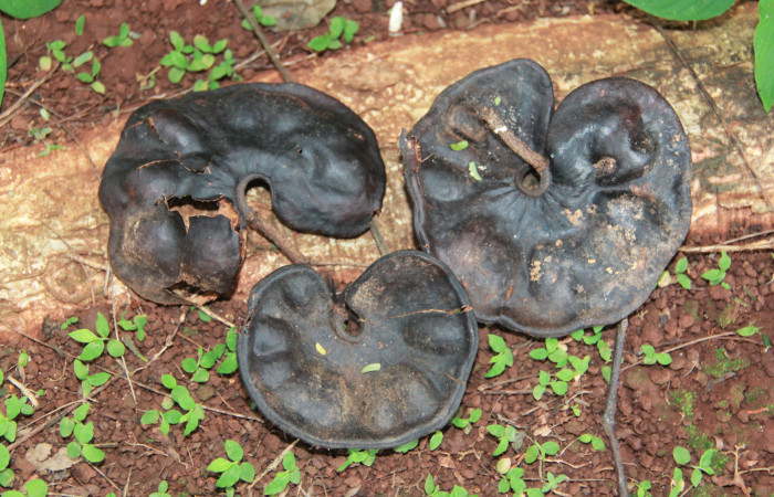 Fig. 13 Semillas de <i>Enterolobium cyclocarpum</i> (Fabaceae). hospedera de larva <i>Coenipeta bibitrix</i> (Erebidae). Los Almendros, Sector El Hacha, 280.