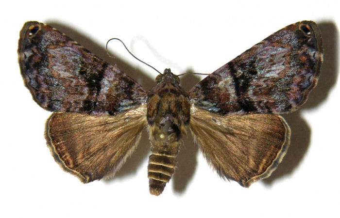 Fig. 1 Adulto vista dorsal <i>Coenipeta bibitrix</i>(Erebidae) mide 33mm. Quebrada Trigal, Sector Del Oro, 290 m, 04-SRNP-21716-DHJ314070.