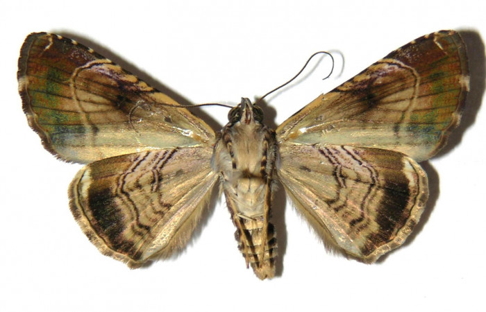 Fig. 2 Adulto vista ventral <i>Coenipeta bibitrix</i> (Erebidae) mide 33mm. Quebrada Trigal, Sector Del Oro, 290 m, 04-SRNP-21716-DHJ314071.