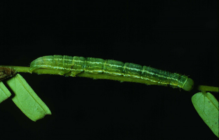 Fig. 3 Larva <i>Coenipeta bibitrix</i> (Erebidae), Area Administrativa , Sector Santa Rosa, 295 m. 86-SRNP-57-DHJ9424.jpg.