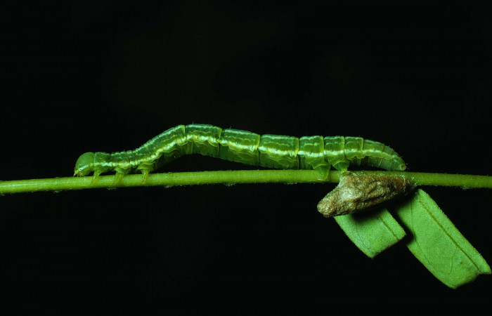 Fig. 5 Larva con capullo de (Braconidae) salió de larva <i>Coenipeta bibitrix</i> (Erebidae), Area Administrativa, Sector Santa Rosa, 295 m. 290 m, 86-SRNP-57-DHJ9415.jpg