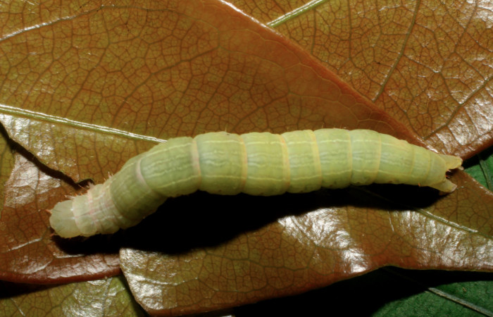 Fig. 8 Larva <i>Coenipeta phasis</i> (Erebidae). Vado Miramonte, Sector Mundo Nuevo, 305 m. 07-SRNP-61033-DHJ435227.