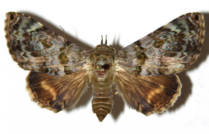 Fig. 9 Adulto vista dolsal <i>Coenipeta phasis</i> (Erebidae), mide 41mm. Sendero Bejuquilla, Sector El Hacha, 280 m. 03-SRNP-2287-DHJ314118.