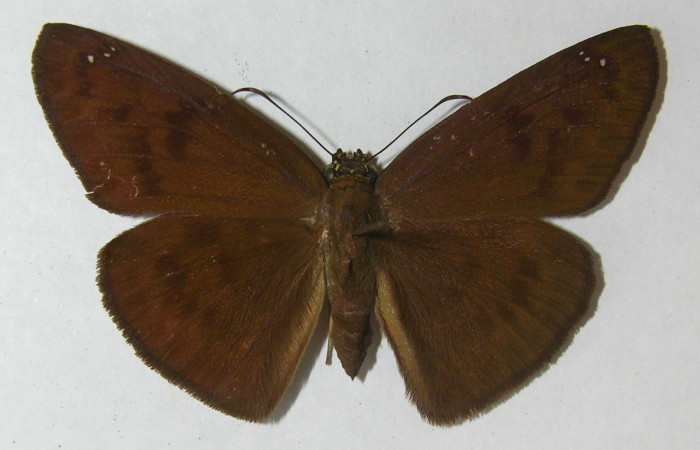 Fig 1. Hembra de <i>Grais stigmatius</i>. Vista dorsal. Voucher: 95-SRNP-9626-DHJ554730.jpg,  52mm de longitud.