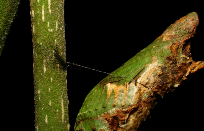 Fig.12. Pupa de <i>Heraclides tolmides</i>, 32mm de longitud. Voucher: 06-SRNP-34539-DHJ416530.jpg. 