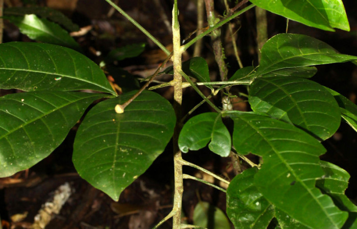 Fig.13. Planta juvenil de <i>Angostura granulosa</i> (Rutaceae), planta hospedera de <i>Heraclides tolmides</i>.