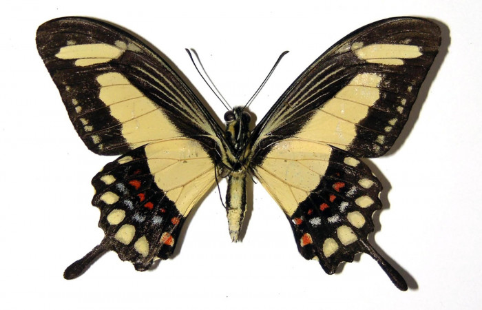 Fig. 2. Macho de <i>Heraclides tolmides</i> vista ventral. Voucher: 2.03-SRNP-20156-DHJ97367. 69 mm