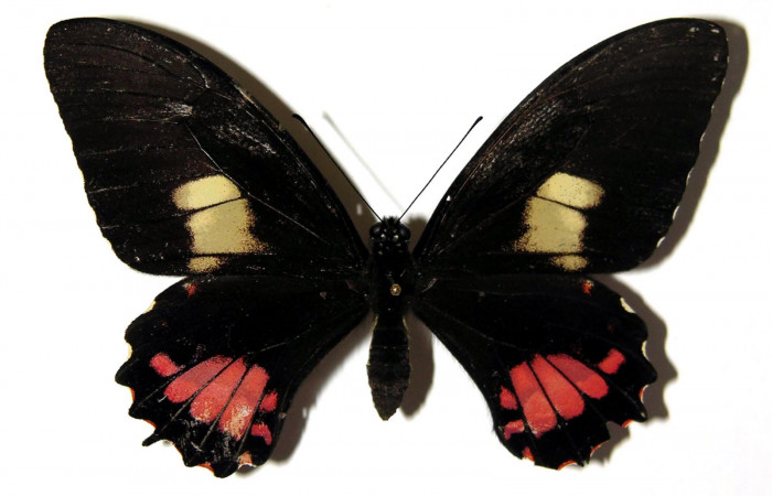 Fig.3. Hembra de <i>Heraclides tolmides</i> vista  dorsal. 79mm de longitud. Voucher: 03-SRNP-28672-DHJ97376. 