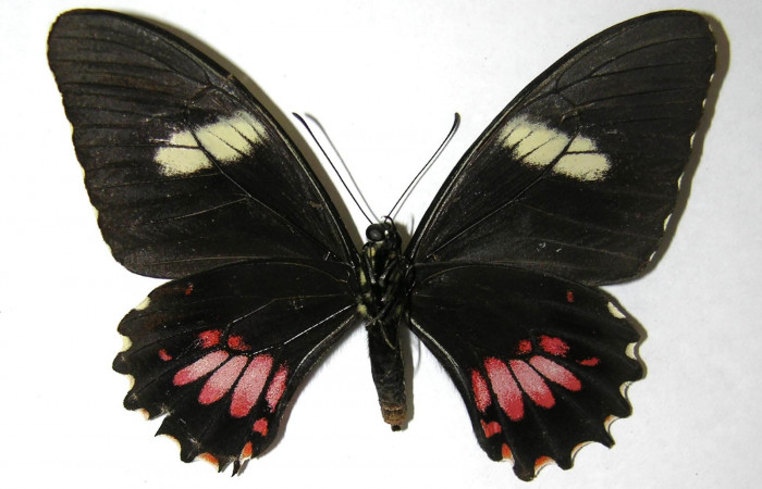 Fig.4. Hembra de <i>Heraclides tolmides</i> vista ventral. Voucher: 06-SRNP-32985-DHJ351137. 