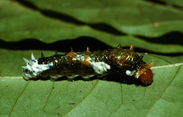 Fig.8. Larva de <i>Heraclides tolmides</i> en penúltimo estadío 24mm de longitud, vista lateral. Voucher: 02-SRNP-6490-DHJ65047.jpg. 