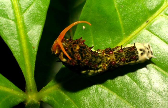 Fig.9. Larva de <i>Heraclides tolmides</i> en último estadio, 37mm de longitud, vista dorsal. Voucher: 05-SRNP-34544-DHJ405952.jpg. 