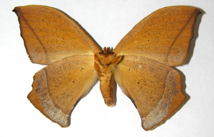 Fig.10. Adulto <i>Oxytenis vanricana</i> vista ventral  Macho Voucher: 06-SRNP-34727-DHJ353475.jpg