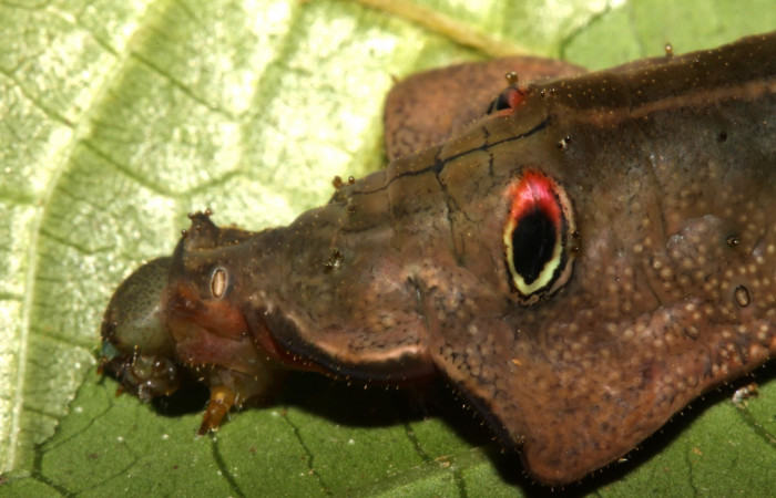 Fig. 3 Larva <i>Oxytenis vanricana</i> vista lateral de la cabeza, ultimo estadio.  Voucher: 13-SRNP-31314-DHJ701537.jpg.