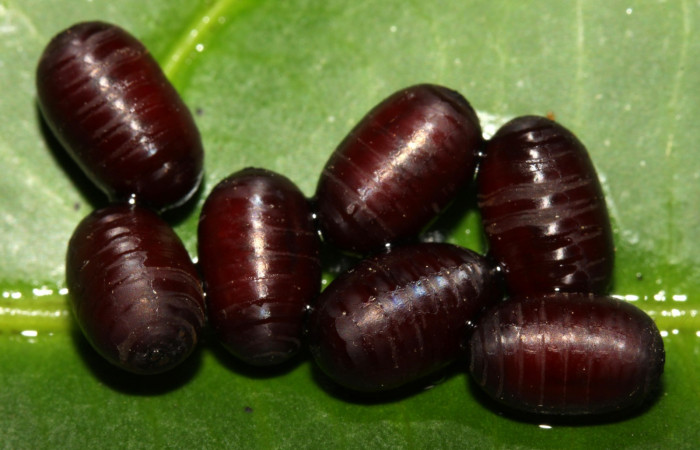 Fig.8 Puparios de <i>Houghia luteiventris</i> (Diptera) de pupa <i>Oxytenis vanricana</i> mostrando Voucher: 13-SRNP-31503-DHJ701821.jpg