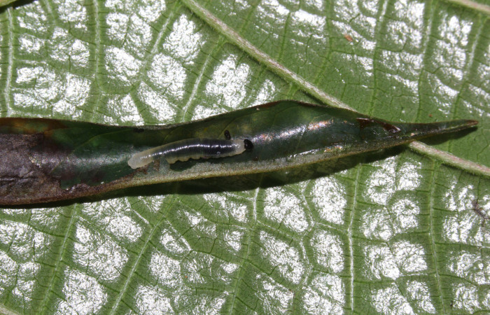 Fig.10. Larva de <i>Hyalothyrus neleus</i>. 11mm  de longitud vista dorsal segundo estadio. Voucher : 17-SRNP-30113-DHJ735855.jpg.