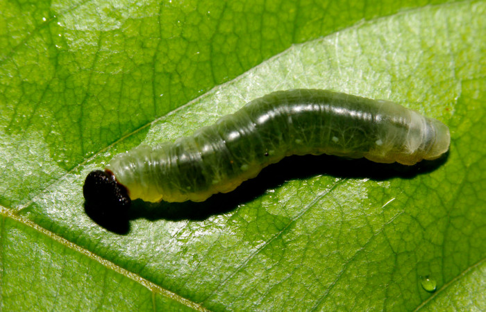 Fig.14. larva de <i>Hyalothyrus neleus</i>. 20mm  de longitud vista dorsal penúltimo estadio. Voucher : 15-SRNP-26309-DHJ730165.jpg.