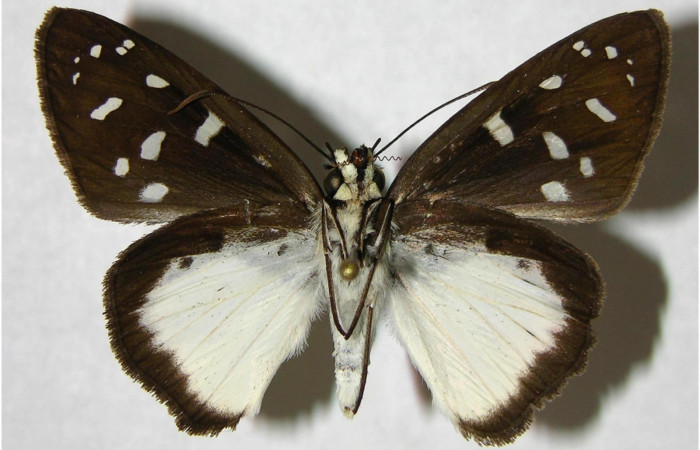 Fig.2. Adulto de <i>Hyalothyrus neleus</i>. Hembra 41mm  de longitud vista ventral. Voucher : 06-SRNP-33826-DHJ351479.jpg.
