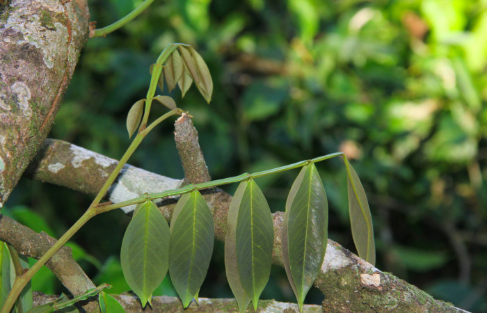 Fig.24. Brotes de <i>Swartzia nicaraguensis</i> (Fabaceae) planta hospedera de <i>Hyalothyrus neleus</i>.
