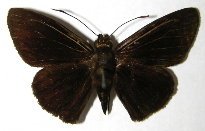 Fig.3. Adulto de <i>Hyalothyrus neleus</i>. Macho 41mm  de longitud vista dorsal. Voucher : 03-SRNP-10401-DHJ352324.jpg.