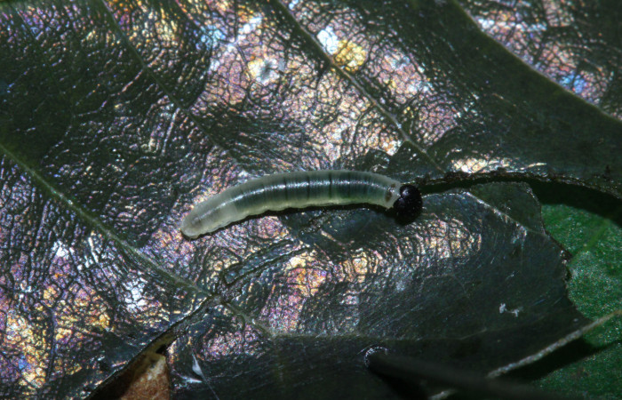 Fig.8. Larva de <i>Hyalothyrus neleus</i>. 5mm  de longitud primer estadio. Voucher : 17-SRNP-30113-DHJ735849.jpg.