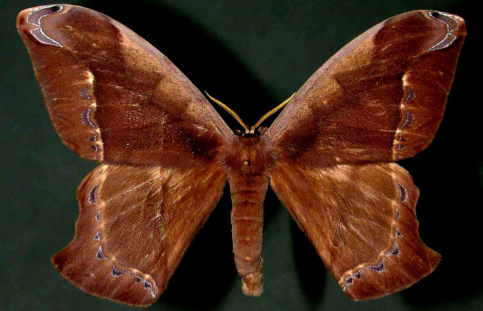 Fig. 4 Vista dorsal del macho de <i>Arsenura drucei</i> (Saturniidae). Expansión alar 129mm. (95-SRNP-750-DHJ31038).