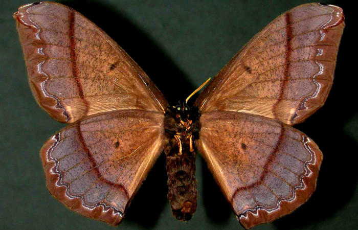 Fig. 7 Vista ventral de la hembra de <i>Arsenura drucei</i> (Saturniidae). Expansión alar 147mm. (98-SRNP-3318-DHJ31041).