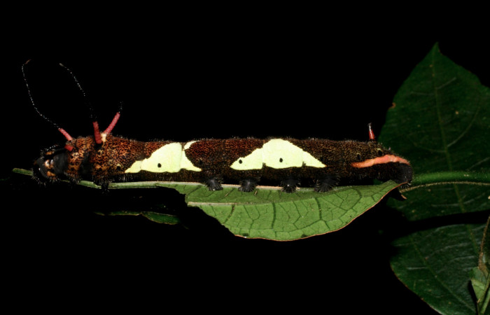 Fig. 9 Vista lateral del penúltimo estadio de <i>Arsenura drucei</i> (Saturniidae). Sobre <i>Pachira aquatica</i> (Malvaceae). (06-SRNP-35811-DHJ416737) 14 de Agosto 2006. Sendero Derrumbe Sector Cacaco.