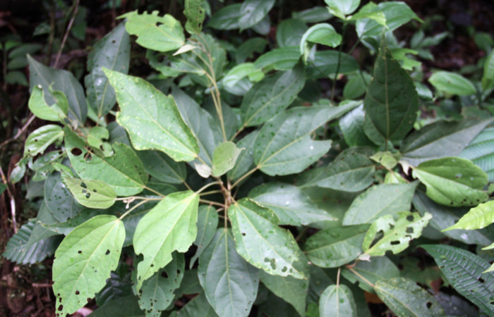 Fig.12. Planta hospedera de <i>Hylesia rubrifrons</i>. <i>Hampea appendiculata</i> (Malvaceae).