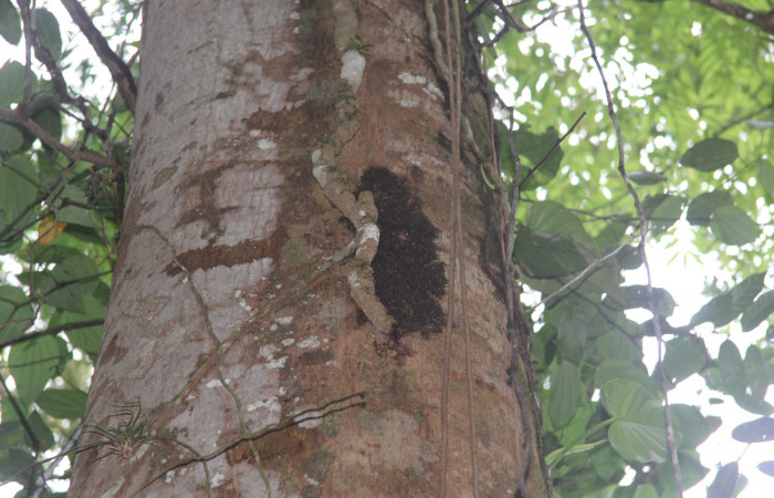 Fig.2. Grupo de larvas en corteza de <i>Virola koschny</i> (Myristicaceae), <i>Hylesia</i> Janzen22. Voucher: 14-SRNP-71344-DHJ723518.jpg