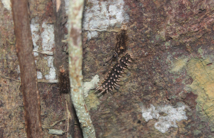 Fig.3. Larva de <i>Hylesia</i> Janzen22. Voucher: 14-SRNP-71344-DHJ723521.jpg