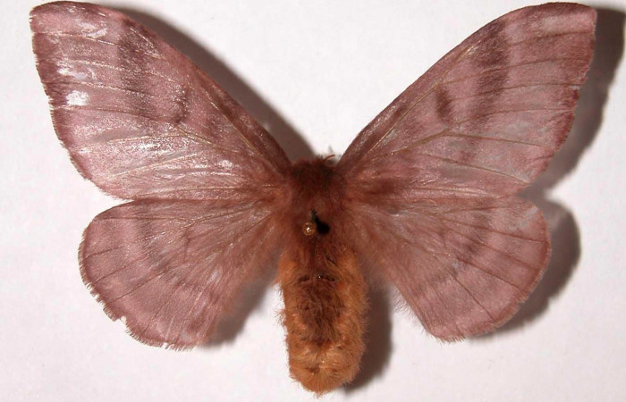 Fig.4. Hembra de <i>Hylesia rubrifrons</i>, en posición dorsal. Voucher: 01-SRNP-22938-DHJ39524 