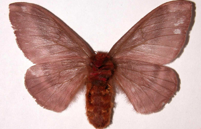 Fig.5. Hembra de <i>Hylesia rubrifrons</i>, en posición ventral. Voucher: 01-SRNP-22938-DHJ39525 