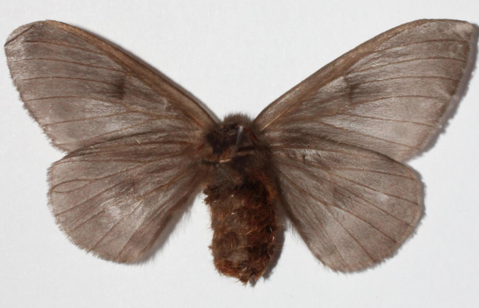 Fig.7. Hembra de <i>Hylesia</i> Janzen22, en posición ventral. Voucher: 14-SRNP-71363-DHJ900729 