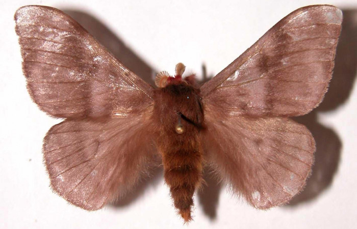 Fig.8. Macho de <i>Hylesia rubrifrons</i>, en posición dorsal. Voucher: 99-SRNP-5321-DHJ39514