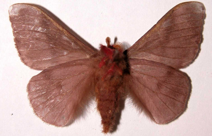 Fig.9. Macho de <i>Hylesia rubrifrons</i>, en posición ventral. Voucher: 99-SRNP-5321-DHJ39514