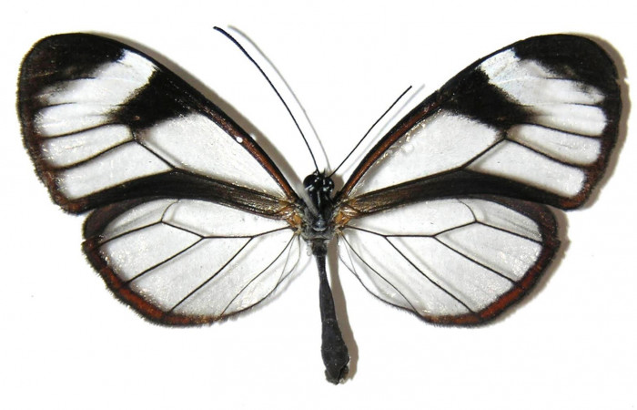 Fig.1. Adulto de <i>Hypoleria rhene</i>. Hembra 50mm  de longitud vista ventral. Voucher : 05-SRNP-30435-DHJ307546.jpg.