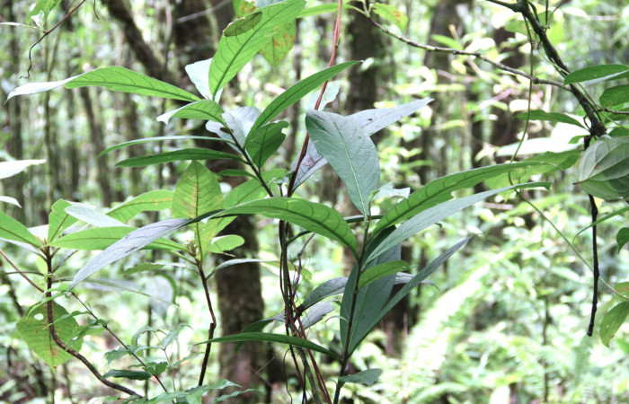 Fig.17. Mostrando hojas de <i>Cestrum schlechtendalii</i> (Solanaceae). Planta hospedera de <i>Hypoleria rhene</i>. Foto, Manuel Rios, Septiembre 2016.