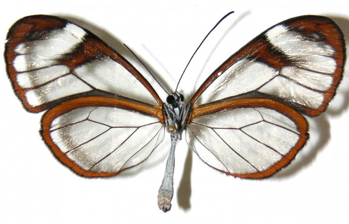 Fig.3. Adulto de <i>Hypoleria rhene</i>. Hembra 50mm  de longitud vista ventral. Voucher : 05-SRNP-30435-DHJ307547.jpg.  