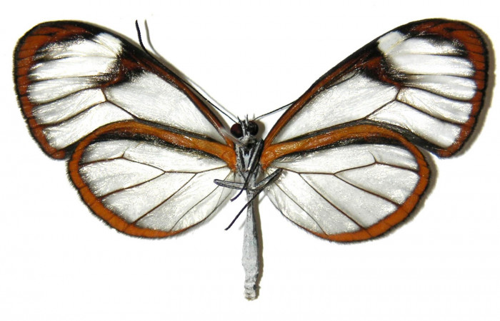 Fig.4. Adulto de <i>Hypoleria rhene</i>. Macho 51mm  de longitud vista ventral. Voucher : 05-SRNP-32223-DHJ309345.jpg.  