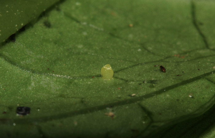 Fig.5. Huevo de <i>Hypoleria rhene</i>. Voucher : 16-SRNP-31461-DHJ735333.jpg.