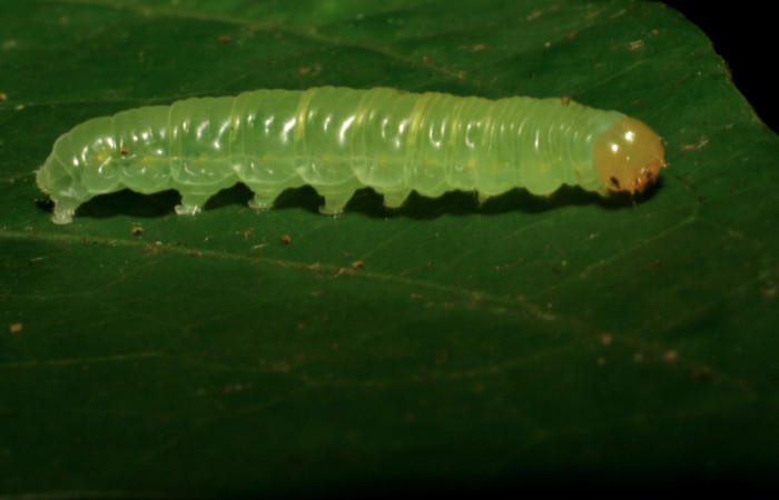 Fig.9. Larva de <i>Hypoleria rhene</i>. 22mm de longitud. Voucher : 05-SRNP-32954-DHJ405118.jpg.   Cestrum schlechtendalii	  Cestrum schlechtendalii	
