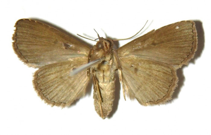 Fig.10 Adulto <i>Antiblemma</i> Poole12  ventral. Hembra. Voucher: 00-SRNP-20694-DHJ321693.jpg