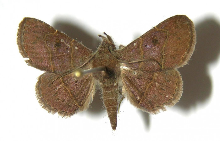 Fig.11  Adulto <i>Antiblemma</i> Poole12  dorsal. Macho. Voucher: 07-SRNP-45447-DHJ383214.jpg