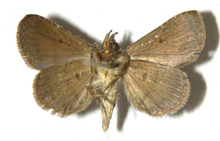 Fig.12  Adulto <i>Antiblemma</i> Poole12  ventral. Macho. Voucher: 07-SRNP-45447-DHJ383215.jpg