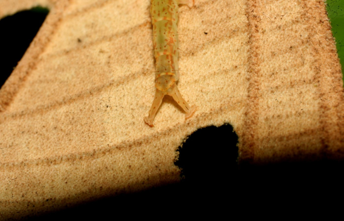 Fig.2 Larva <i>Antiblemma</i> Poole12  en último estadío mostrando carácter importante de la familia en estadio larval. Voucher: 11-SRNP-32162-DHJ483935.jpg